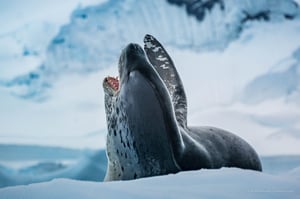 2020-03_Quest_for_the_Antarctic_Circle-296
